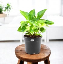 Money Plant Live Plant - Low Maintenance Indoor Plant