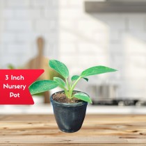 Philodendron Birkin Plant for Home Decor & Gifting 