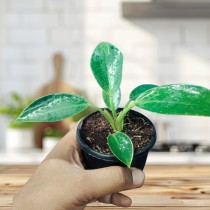 Philodendron Birkin Plant for Home Decor & Gifting 