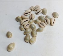 Cowrie Shells For Decoration Pack Of 50 Pcs
