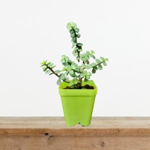 Natural Jade Plant Live - Ideal Plants For Home