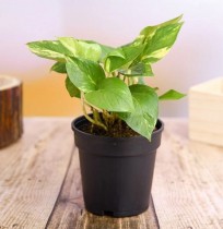 Money Plant Live Plant - Low Maintenance Indoor Plant