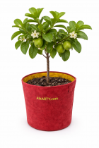 15X15 INCH GEOFABRIC 400 GSM GROWBAG