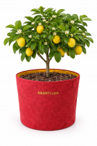 24X24 GEOFABRIC 400 GSM GROWBAG Mehroon Color