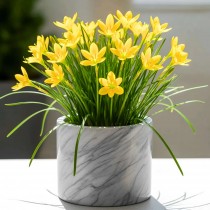 Rain Lilly Bulb Yellow Color 1 pcs