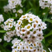 Alyssum Flower seed