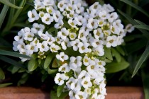 Alyssum Flower seed