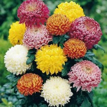 Chrysanthemum Flower Seed