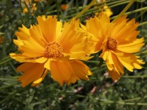 Coreopsis orange Flower Seed