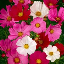 Cosmos Mix Flower Seed