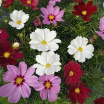 Cosmos Mix Flower Seed