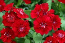 Dianthus Mix Flowers seeds