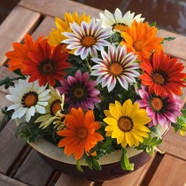 Gazania Mixed Flower 30+ Seeds