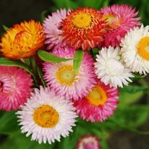 Helichrysum Mixed Flowers seeds