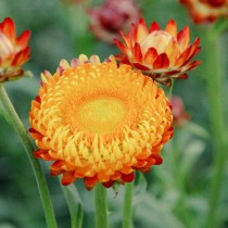 Helichrysum Mixed Flowers seeds