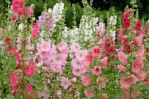 Hollyhock Flower 30+ seeds
