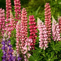Lupine Flower 20+ Seeds