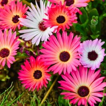 Mesembryanthemum Flowers seeds  (midday flowers)