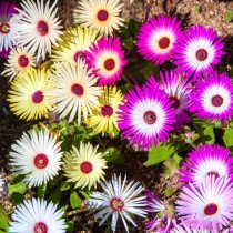 Mesembryanthemum Flowers seeds  (midday flowers)
