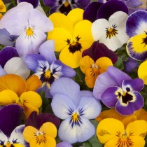 Pansy Mix Flowers Seeds