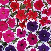 Petunia Flower 50+ seeds 