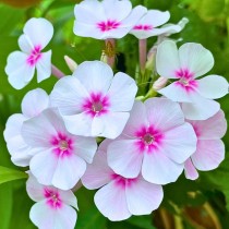 Phlox Mixed Flowers seeds