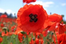 Poppy Mix Flowers seeds