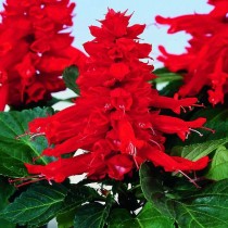 Salvia Flower 50+ seeds