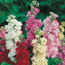 Stock Flower seed