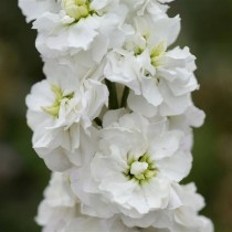 Stock Flower seed