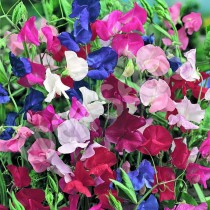 Sweet Peas Spencer Mixed Flowers seeds