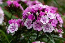Sweet William Flower 50+ seeds