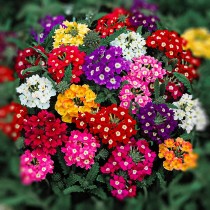 Verbena Flowers seeds