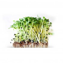 Sunflower Microgreen Seeds 25 grams
