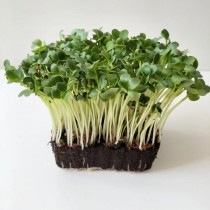 Radish Microgreen Seeds 25 grams