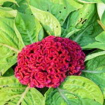 Cockscomb Flower seeds 