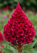 Cockscomb Flower seeds 