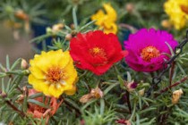 Portulaca Flowers seeds