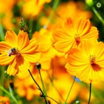 Cosmos Flowers seeds