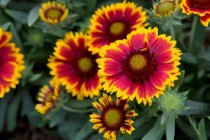 Gaillardias Flowers seeds