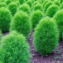 Kochia Plant seeds