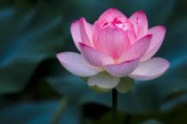 Lotus Flowers seeds