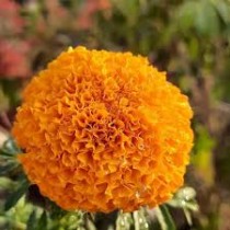 Marigold Flowers seeds