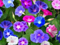 Morning Glory Flowers seeds