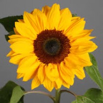 Sunflower seeds