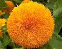 Sungold Flower seeds