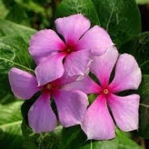 Vinca flower seeds