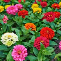 Zinnia Flowers seeds