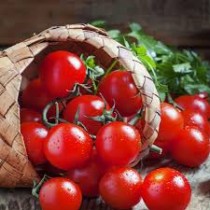 Arka apeksha tomato seeds