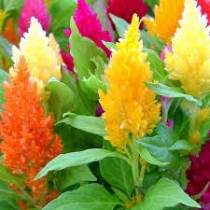 Celosia flowers seeds